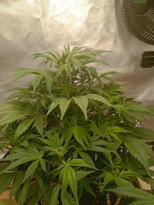 First Tent. Week 5 - Dica Tropicana Cookies