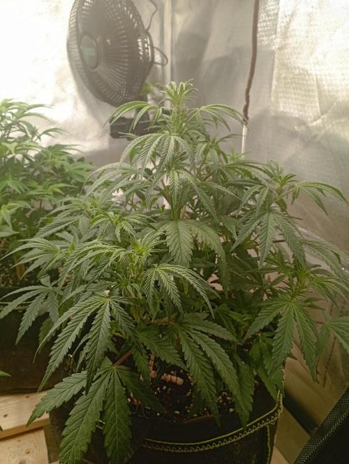 First Tent. Week 5 - Thirsty GorillaZ