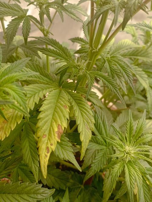 First Tent. Week 5 - CalMag deficiency shows more after a couple of days