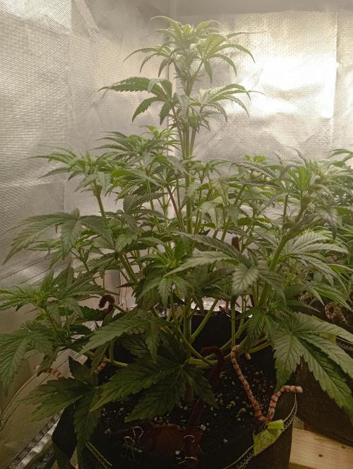 First Tent. Week 5 - White Widow stretchin' and vibin'