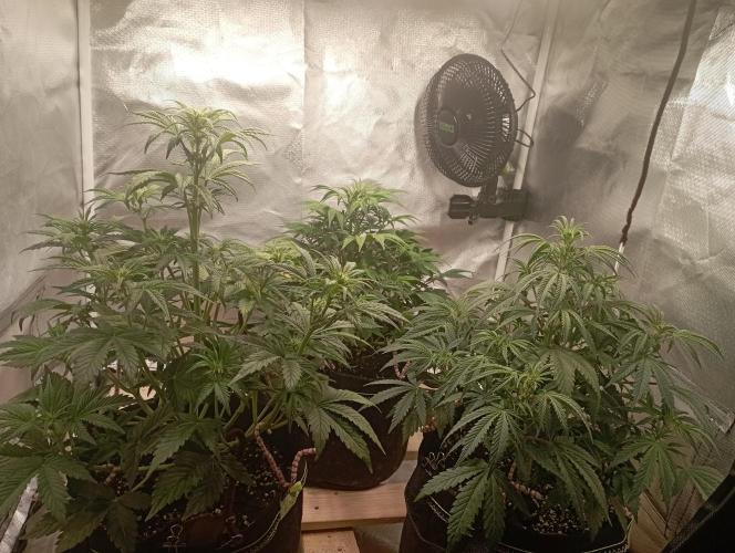 First Tent. Week 5 - Left to right: White Widow, Tropicana Cookies in the back, GorillaZ