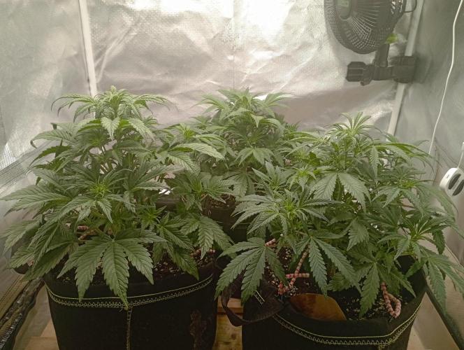 First Tent. Week 5 - Start of the Week