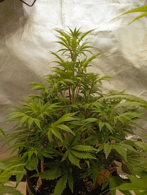 First Tent. Week 6 - Tropicana Cookies chillin'