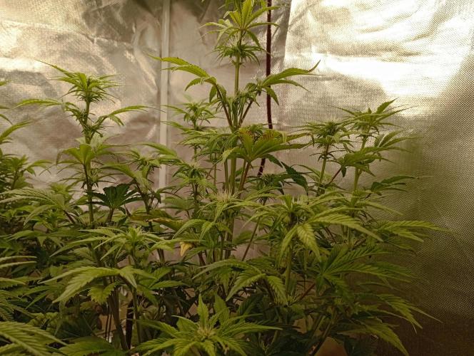 First Tent. Week 6 - White Widow evening out her canopy by herself