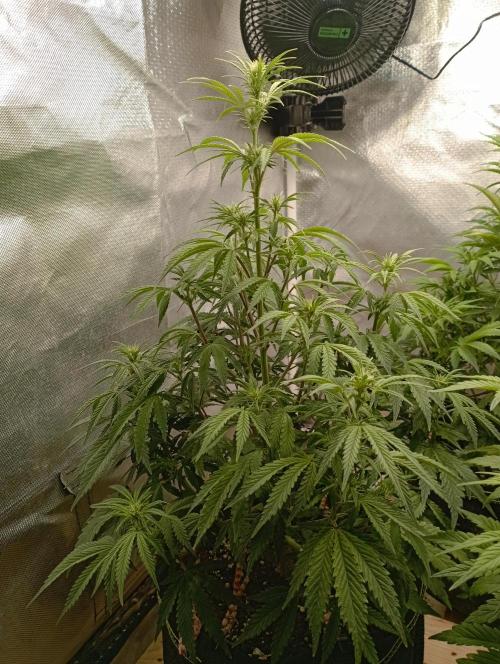 First Tent. Week 6 - GorillaZ's hanging leafes in the evening