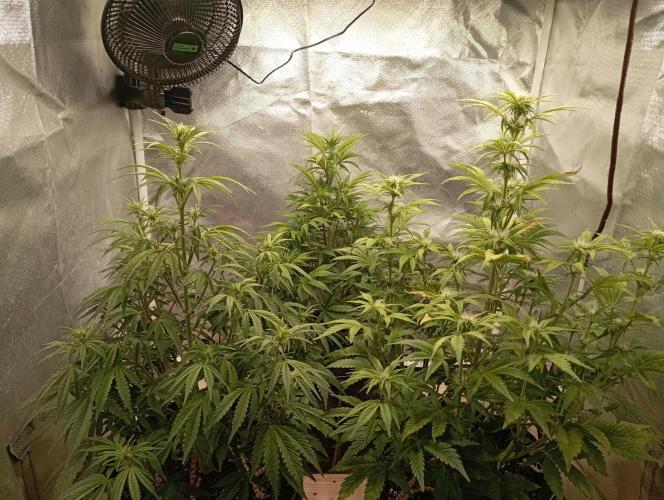 First Tent. Week 6 - Saturday