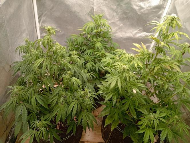 First Tent. Week 6 - Wednesday