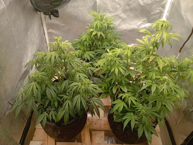 First Tent. Week 6 - Tuesday