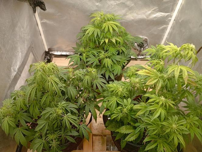 First Tent. Week 6 - Monday