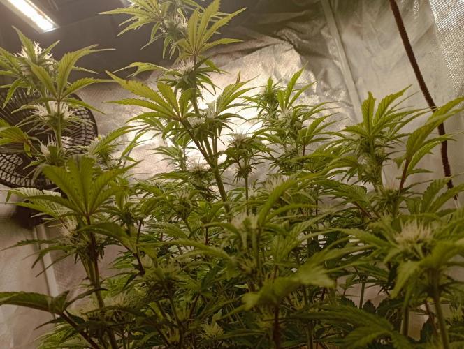 First Tent. Week 7 - Love the Canopy development on the White Widow