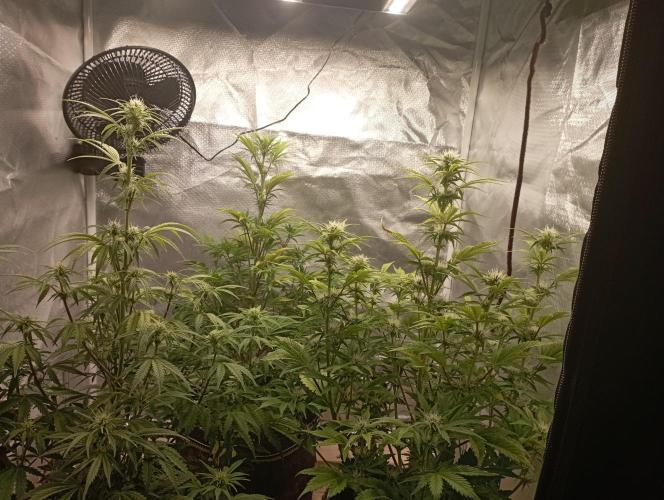 First Tent. Week 7 - End of this Week
