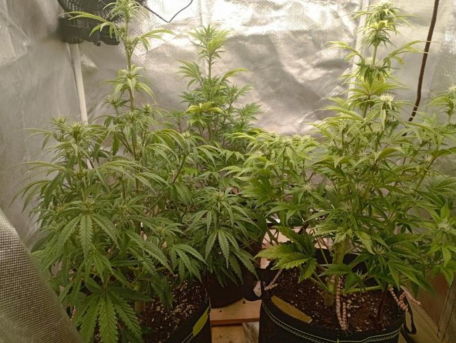 First Tent. Week 7 - MidWeek, 2 Days after Defoliation