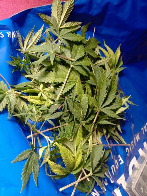 First Tent. Week 7 - Defoliation of all Plants