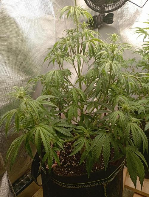 First Tent. Week 7 - GorillaZ