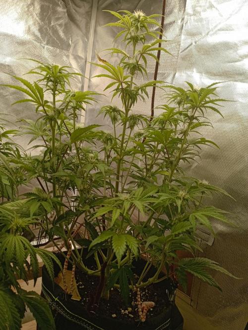 First Tent. Week 7 - White WIdow