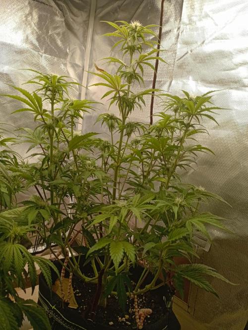 First Tent. Week 7