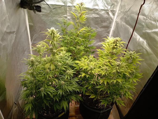 First Tent. Week 8 - After this weeks treatments