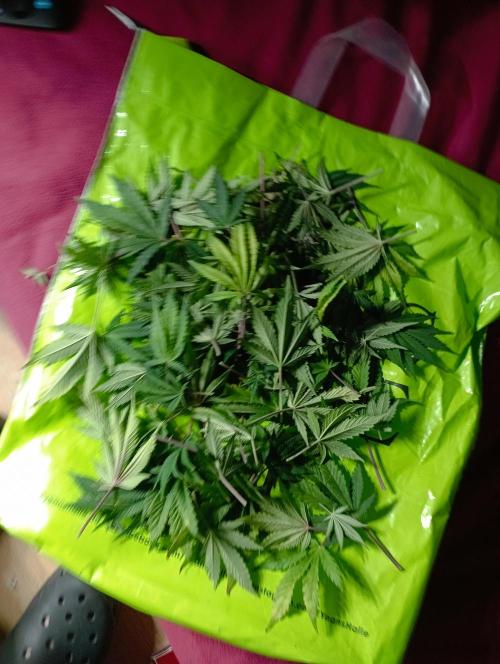 First Tent. Week 8 - Amount of Defoliation Cut-Offs of all 3 Ladies