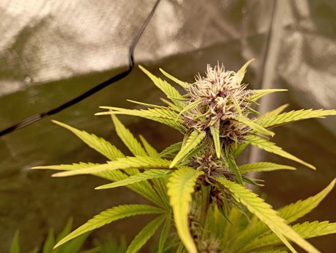First Tent. Week 8 - Buds getting Purple! Tropicana Cookies