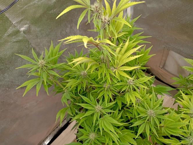 First Tent. Week 8 - Tropicana Cookies