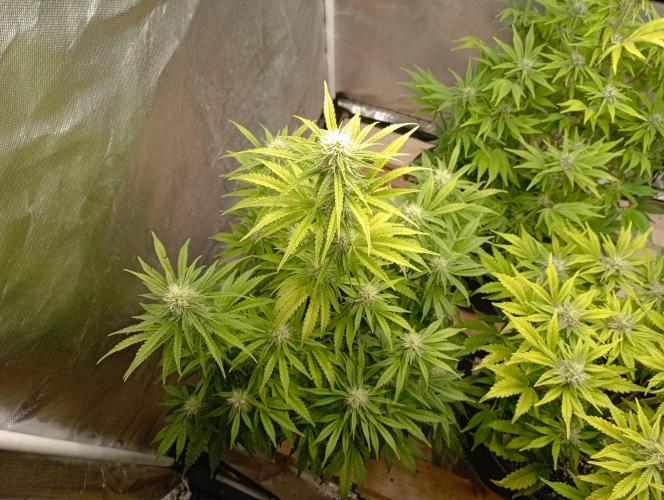 First Tent. Week 8 - GorillaZ