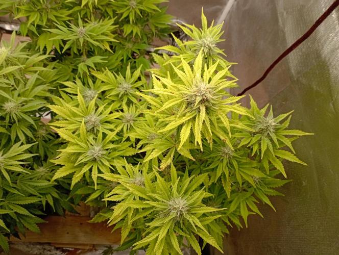 First Tent. Week 8 - White Widow