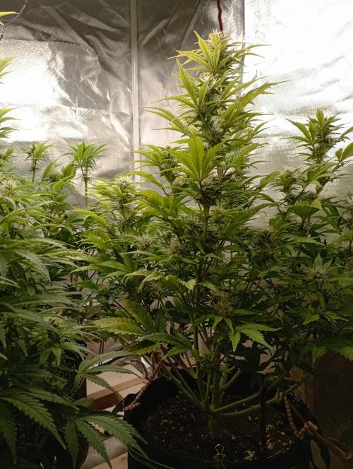 First Tent. Week 8 - White Widow