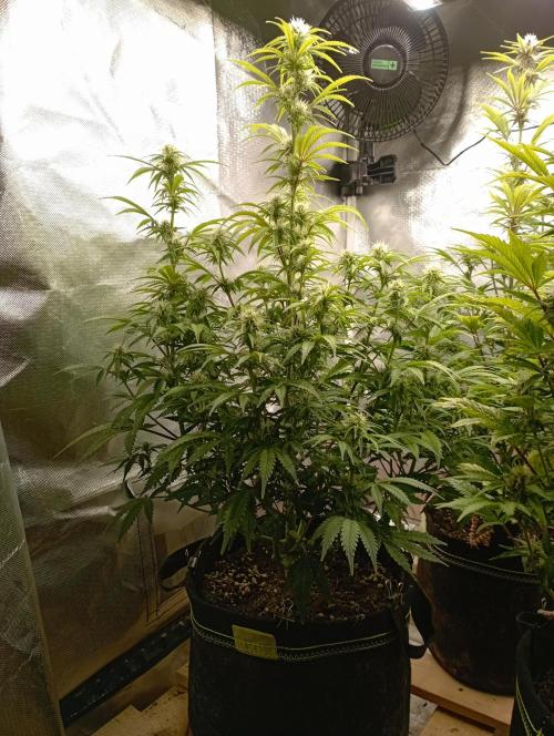 First Tent. Week 8 - GorillaZ