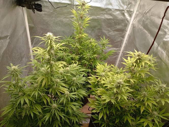 First Tent. Week 8 - before Defoliation