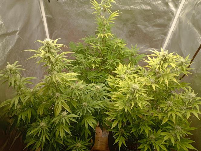 First Tent. Week 8 - front right White Widow, middle back Tropicana Cookies, left GorillaZ