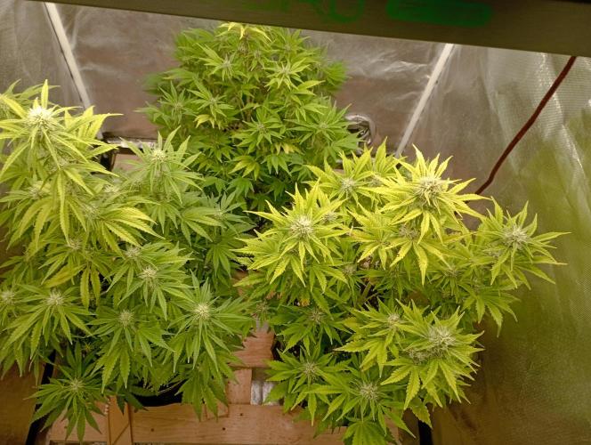 First Tent. Week 8 - Same day, Top view