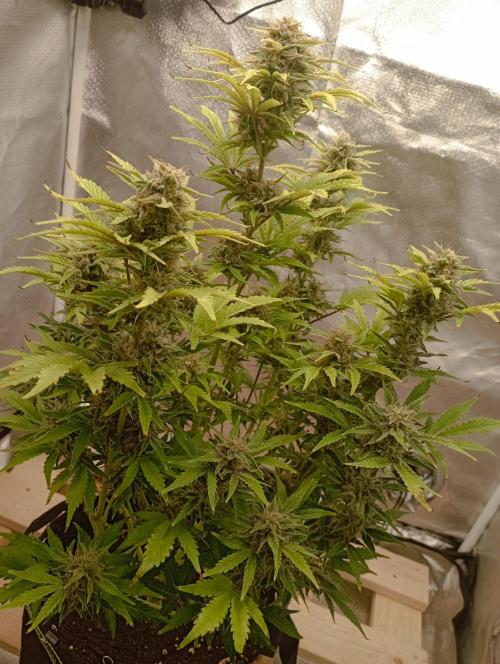 First Tent. Week 9 - White Widow