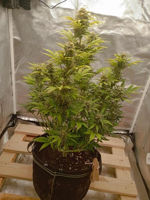 First Tent. Week 9 - White Widow