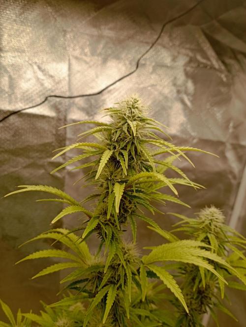 First Tent. Week 9 - GorillaZ