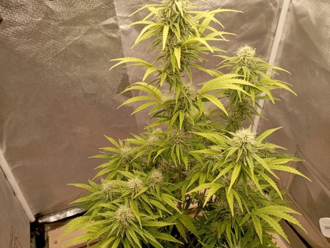 First Tent. Week 9 - GorillaZ