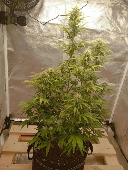 First Tent. Week 9 - GorillaZ