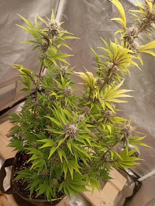 First Tent. Week 9 - Tropicana Cookies