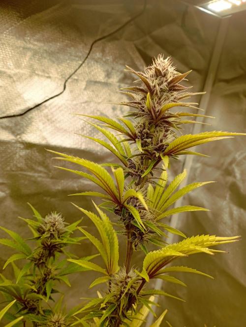 First Tent. Week 9 - Tropicana Cookies