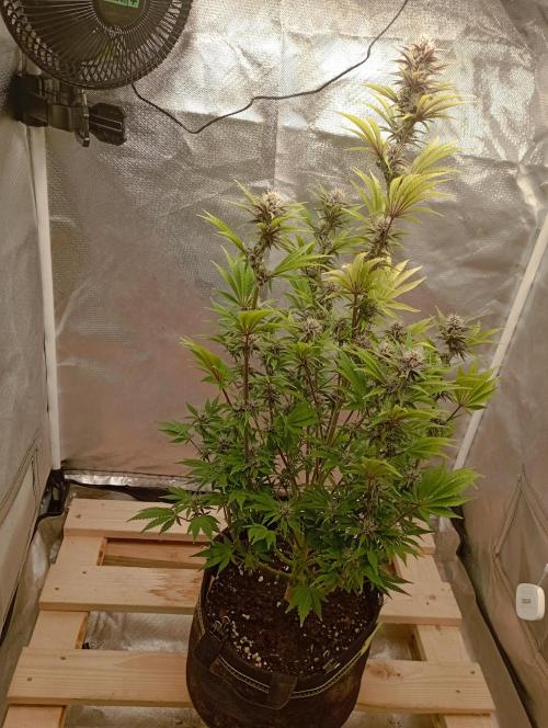 First Tent. Week 9 - Tropicana Cookies