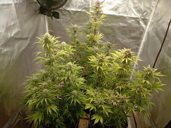 First Tent. Week 9