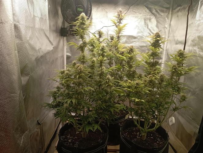 First Tent. Week 9