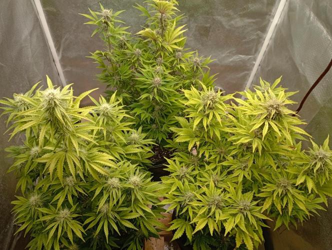 First Tent. Week 9