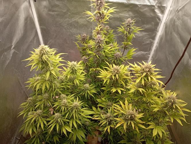 First Tent. Week 10 - GorillZ Left, Tropicana Cookies in the back, White Widow right front