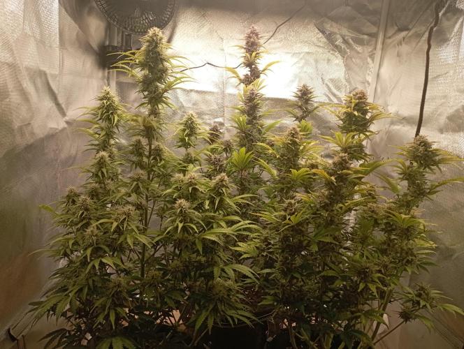 First Tent. Week 10