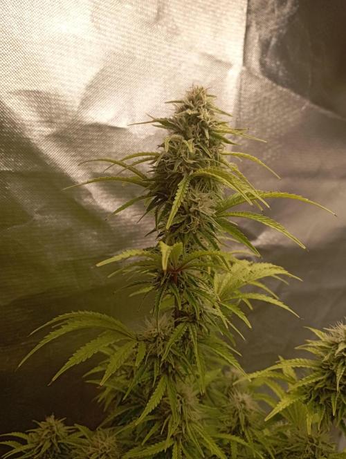 First Tent. Week 10 - GorillaZ