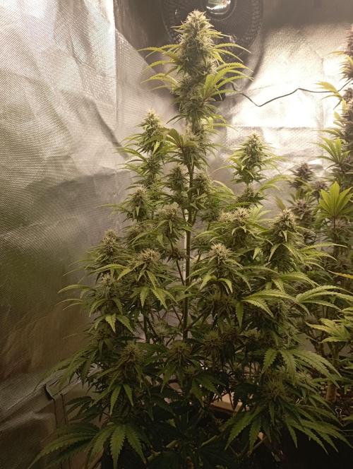 First Tent. Week 10 - GorillaZ
