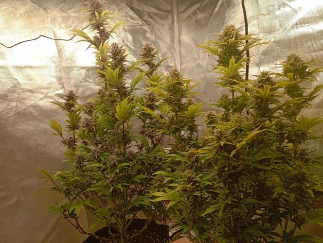 First Tent. Week 10 - Tropicana Cookies & White Widow