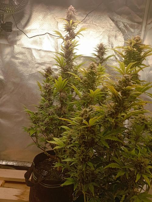 First Tent. Week 10 - Tropicana Cookies & White Widow