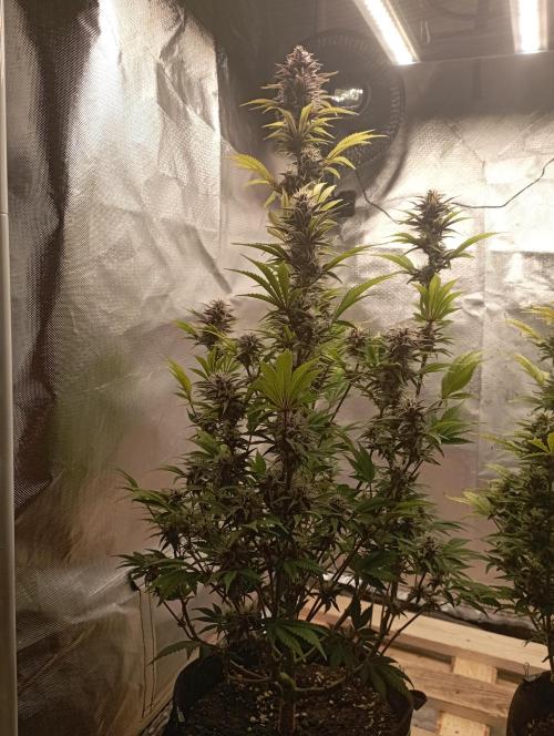First Tent. Week 10 - Tropicana Cookies