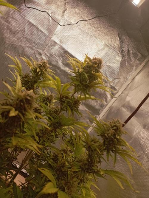 First Tent. Week 10 - White Widow
